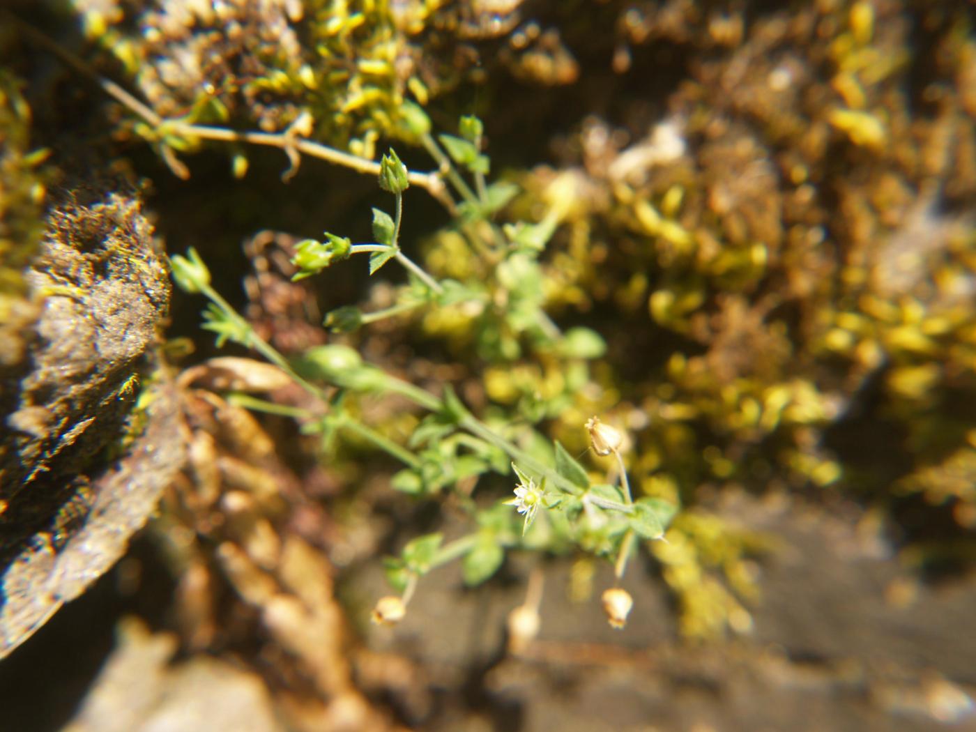 Sandwort, Slender plant